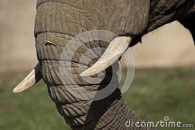 Elephant Tusks Stock Photo