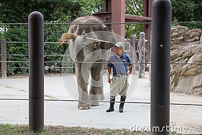 Elephant at Ueno Zoo, Japan Editorial Stock Photo