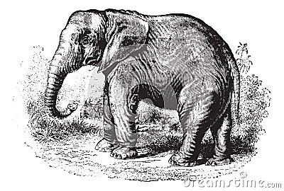 Elephant, vintage engraving Vector Illustration