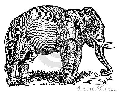 Elephant, vintage illustration Vector Illustration