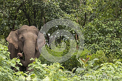 Indian Elephant Elephas maximus indicus found eating in the jungle Stock Photo