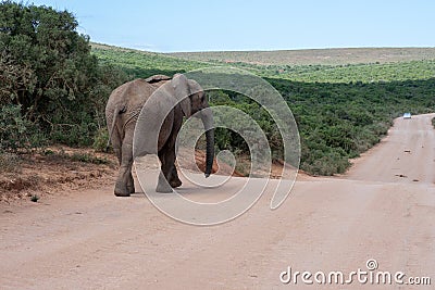 Elephant walking on dirt road in national park Stock Photo