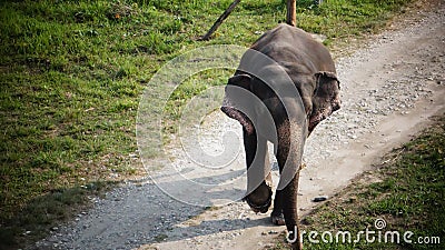 Elephant walking through the forest Stock Photo