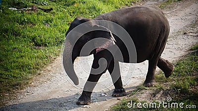 Elephant walking through the forest Stock Photo