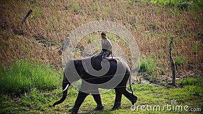 Elephant walking through the forest Editorial Stock Photo