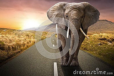 Elephant walking on the road Stock Photo
