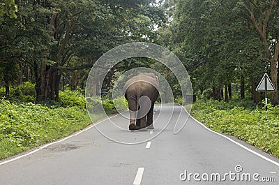 Indian Elephant Elephas maximus indicus Stock Photo