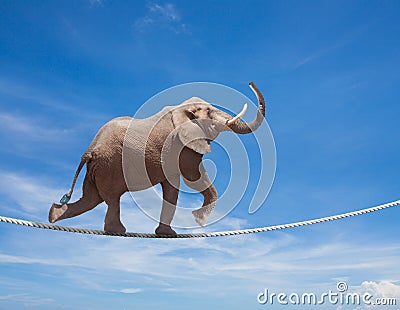 Elephant acrobat walking on the wire cord Stock Photo