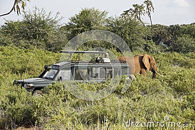 Tourist in safari vehicle watching elephant, Samburu, Kenya Editorial Stock Photo