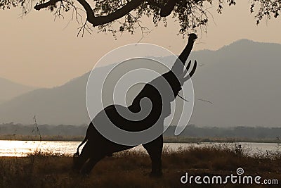 Elephant wandering in camp site Stock Photo