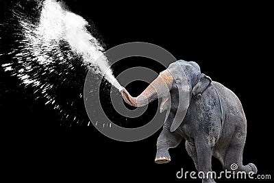 Elephant Water Spray in Black Background Stock Photo