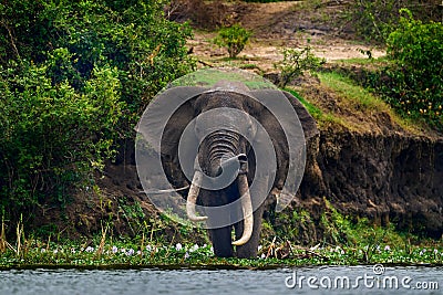 Elephant water walk in the nature habitat. Uganda wildlife, Africa. Elephant in rain. Elephant in Murchison Falls NP, Uganda. Big Stock Photo