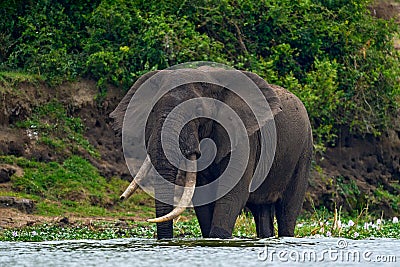 Elephant water walk in the nature habitat. Uganda wildlife, Africa. Elephant in rain. Elephant in Murchison Falls NP, Uganda. Big Stock Photo