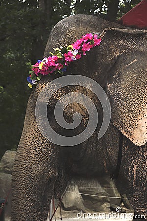 An elephant wearing a flower wreath in a zoo Stock Photo