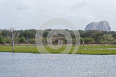 Elephant in Yala National Park, Sri Lanka Editorial Stock Photo