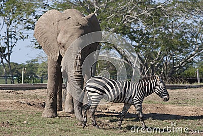 Elephant and zebra in zoo safari park,Villahermosa,Tabasco,Mexico Stock Photo