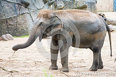 Elephant in elephant in zoo, front left feet up, walking around. Stock Photo