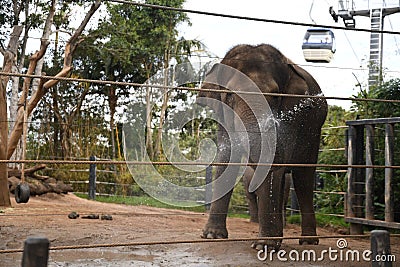 Elephant in Zoo in Sydney Stock Photo