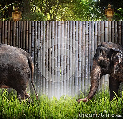 Elephants Stock Photo