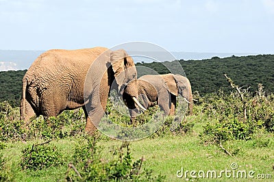 Elephants, Addo Elephant National Park, South Africa Stock Photo