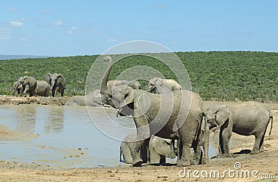 Elephants at Addo Elephant Park Stock Photo