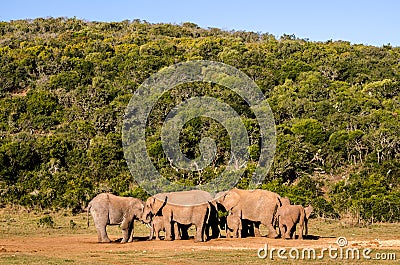 Elephants, Addo elephants park, South Africa Stock Photo