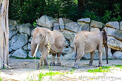 Elephants Stock Photo