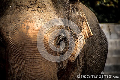 Asian elephants Close up Stock Photo