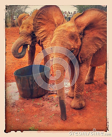 Elephants baby Stock Photo