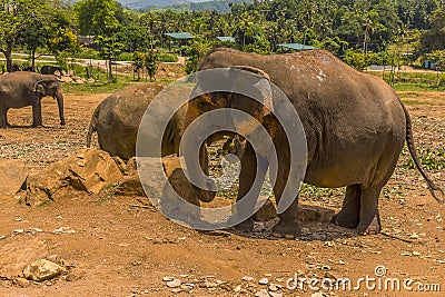 Elephants basking in the tropical heat at Pinnawala, Sri Lanka, Asia Stock Photo