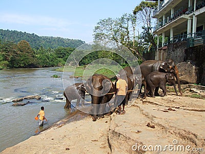 Elephants bathing in Pinnawala Editorial Stock Photo