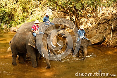 Elephants bathing in the river - Thailand-4 Editorial Stock Photo