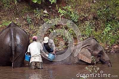 Elephants being washed in forest river by mahouts Editorial Stock Photo