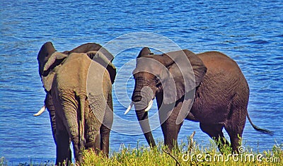 Elephants Stock Photo