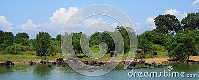 Elephants and buffalos in Sri Lanka Stock Photo