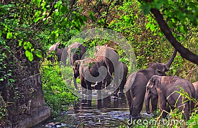 Elephants Stock Photo