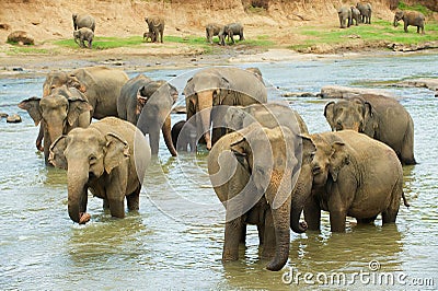 Elephants cross river in Pinnawala, Sri Lanka. Stock Photo