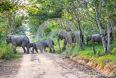 Elephants a crossing the road Stock Photo