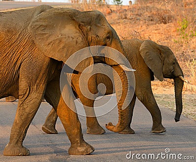 Elephants crossing a road Stock Photo