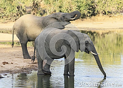 Elephants drink water from a natural reservoir in the African savanna Stock Photo