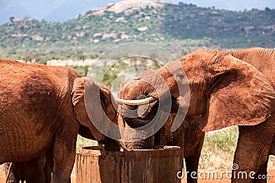 Elephants drink water from a water tank Stock Photo