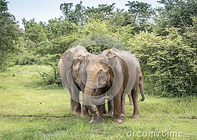 Elephants drink water in the Udawalawe National Park on the island of Sri Lanka Stock Photo
