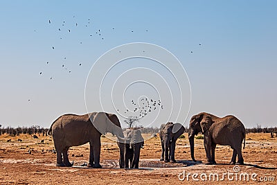 Elephants drink at a waterhole Stock Photo
