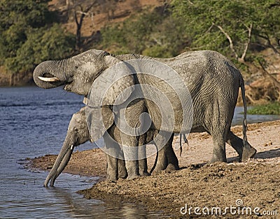 Elephants drinking water Stock Photo