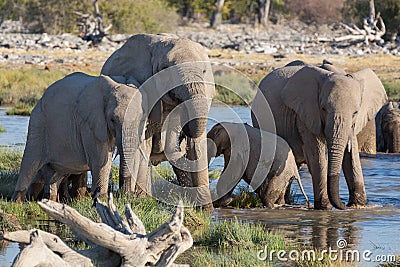 Elephants in Etosha Stock Photo