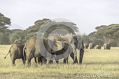 Elephants family Stock Photo