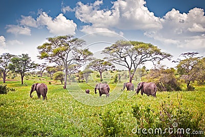 Elephants family on pasture in African savanna . Tanzania. Stock Photo