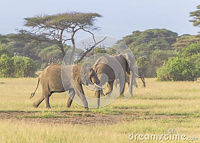 Elephants family Stock Photo