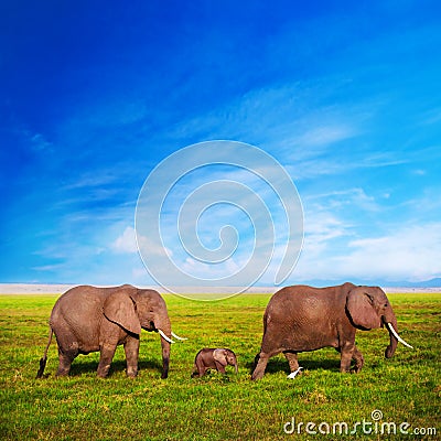 Elephants family on savanna. Safari in Amboseli, Kenya, Africa Stock Photo
