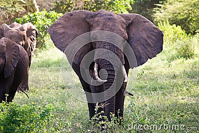 Elephants family on thre Serengeti road Stock Photo